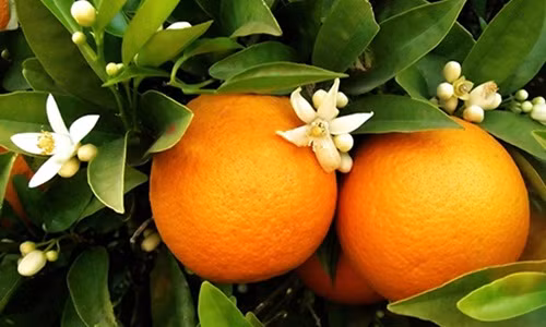 Múi cam to, tép mọng nước màu vàng tươi, ít xơ, vị ngọt thanh, thơm mát và đặc trưng. Ảnh: Luontuoisach.