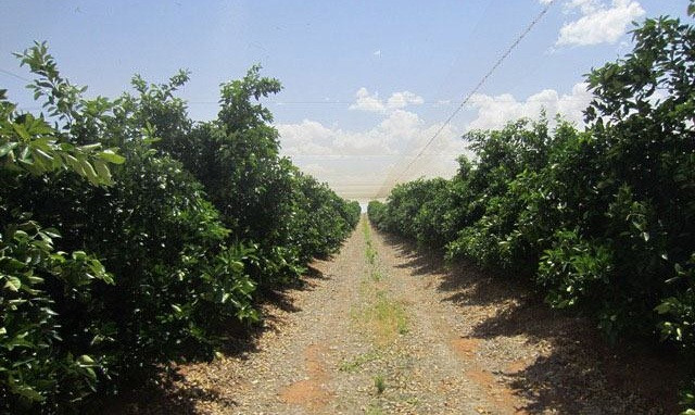 Phần lớn các vườn cam Navel ở Australia có diện tích trên 1.000 ha được bao phủ toàn bộ bằng hệ thống lưới phía trên. Ảnh: Kleverfruits.