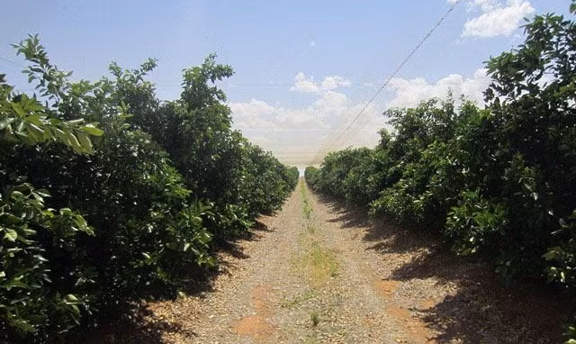 Phần lớn các vườn cam Navel ở Australia có diện tích trên 1.000 ha được bao phủ toàn bộ bằng hệ thống lưới phía trên. Ảnh: Kleverfruits.