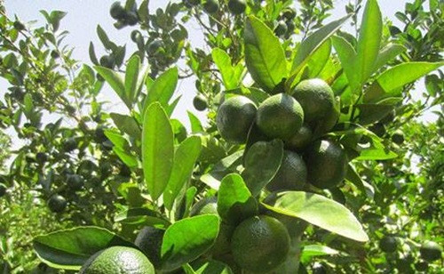 Lưới đảm bảo cho cây và trái cam an toàn, không bị côn trùng tấn công. Những trái cam khi thu hoạch không bị vết cắn phá của các loại sâu bọ. Ảnh: Kleverfruits.