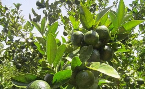 Lưới đảm bảo cho cây và trái cam an toàn, không bị côn trùng tấn công. Những trái cam khi thu hoạch không bị vết cắn phá của các loại sâu bọ. Ảnh: Kleverfruits.