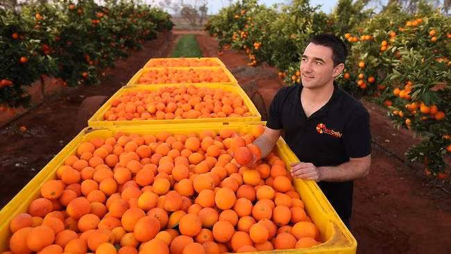 Quả cam to tròn, phần vỏ mỏng thơm. Khi bóc lớp vỏ vàng tươi ra sẽ thấy ở phần đáy có lớp vỏ thụt vào như một dạng quả nhỏ chưa phát triển. Ảnh: Hospitality Directory.