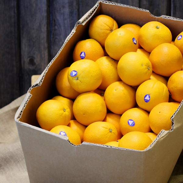 Trong số các loại cam nhập khẩu thì cam Navel Úc khá được ưa chuộng tại Việt Nam với giá từ 110.000 - 300.000 đồng/kg tùy thời điểm. Ảnh: VinFruits.