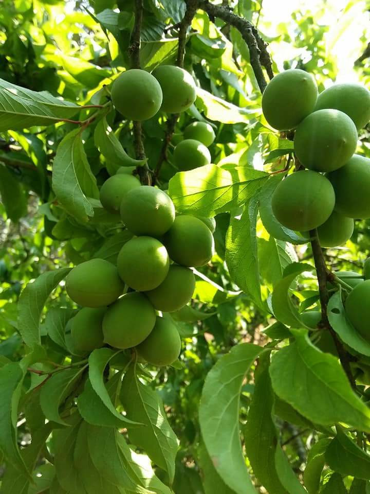 Những cây mơ mọc ở sườn núi, trái vừa sai, vừa nhỏ chắc, lại giòn. Ảnh: FB Mộc Mộc.