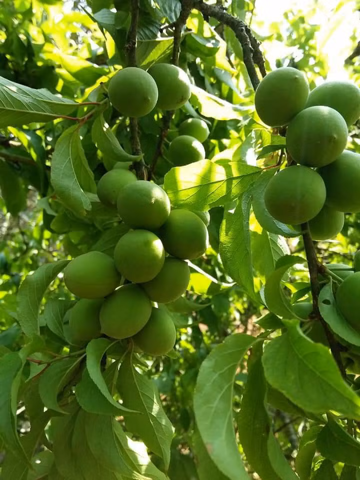 Những cây mơ mọc ở sườn núi, trái vừa sai, vừa nhỏ chắc, lại giòn. Ảnh: FB Mộc Mộc.