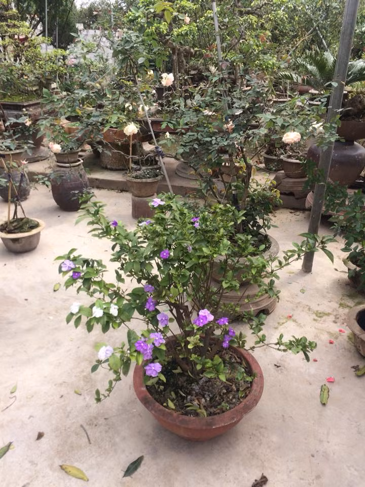 Nhài Nhật thích hợp làm cây sân vườn hoặc trồng trong chậu cảnh. Ảnh: FB Ducchien Ngo.