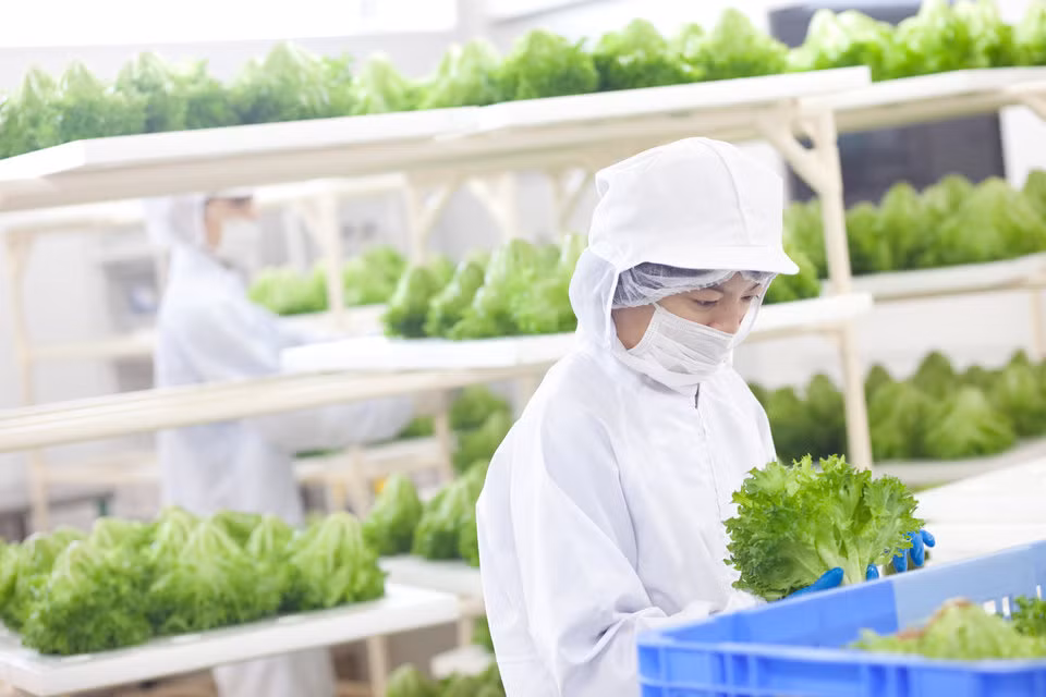  Rau sạch tới mức khách hàng có thể lấy ra khỏi túi và ăn ngay mà không cần rửa.