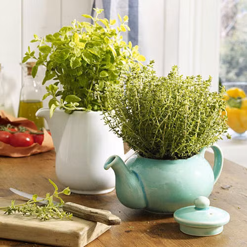 Thay vì bỏ đi những ấm trà cũ kỹ, bạn có thể biến chúng thành chậu trồng tiểu cảnh siêu lãng mạn, trang trí nhà ngày Tết.