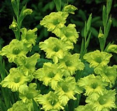 Màu xanh độc đáo thu hút sự chú ý của đông đảo khách hàng. Ảnh: Btqco.