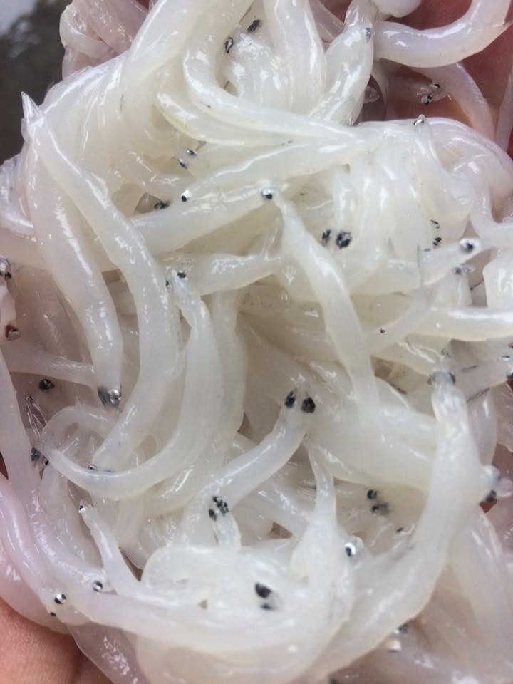 Được xem là loài cá quý hiếm của sông Đà, cá ngần đang khiến người dân Hà thành đua nhau mua về thưởng thức. Ảnh: FB Phuong Lan.