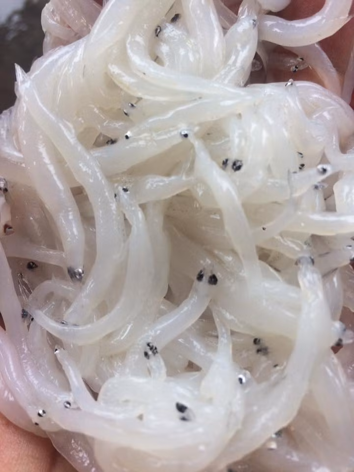 Được xem là loài cá quý hiếm của sông Đà, cá ngần đang khiến người dân Hà thành đua nhau mua về thưởng thức. Ảnh: FB Phuong Lan.