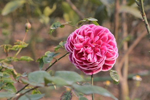 Vườn hồng rộng hơn 1ha với hàng nghìn giống hồng đang khoe sắc, nhìn vườn hoa rộng lớn, xinh đẹp này, ít người nghĩ rằng chủ nhân của nó lại là một cô gái trẻ 27 tuổi.