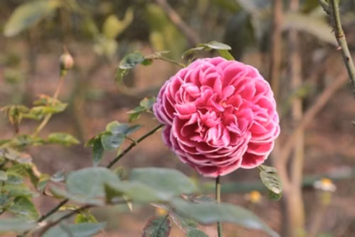 Vườn hồng rộng hơn 1ha với hàng nghìn giống hồng đang khoe sắc, nhìn vườn hoa rộng lớn, xinh đẹp này, ít người nghĩ rằng chủ nhân của nó lại là một cô gái trẻ 27 tuổi.