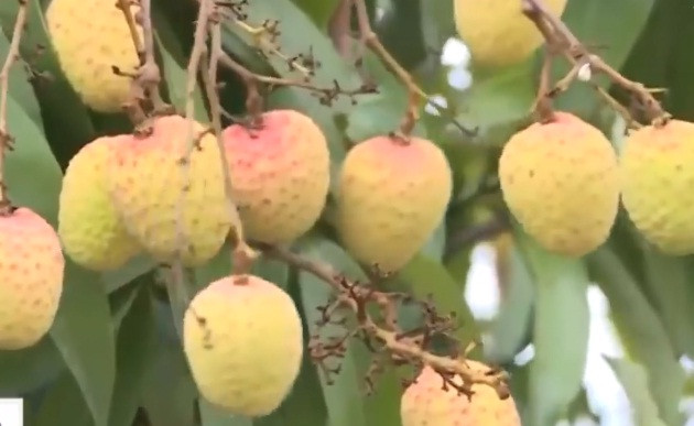 Giá thu mua tại vườn cũng khá ca từ 30.000 - 35.000 đồng/kg. Ảnh: VTV1.