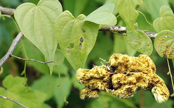Cong dung giam mo mau, mo gan, huyet ap cua cay nan nghe