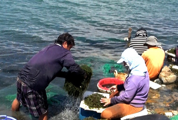 Đến nay, rong nho trở thành loại "cây làm giàu" của nhiều hộ gia đình sống ven ở huyện Ninh Hải, Ninh Thuận. Ảnh: Baoninhthuan.