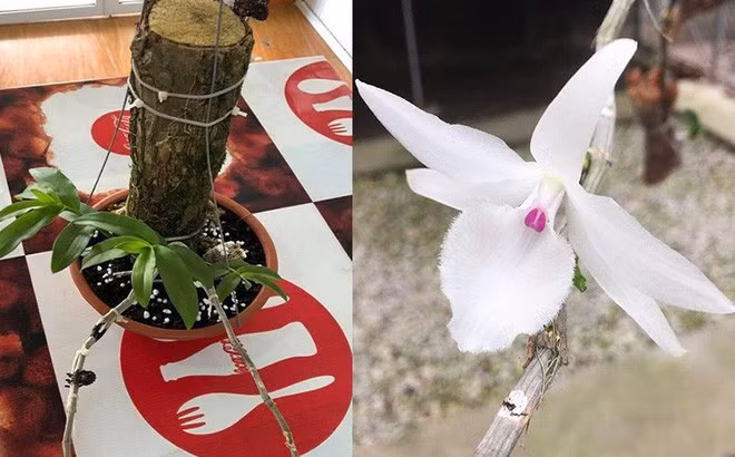 Hồi tháng 7, anh Hồ Văn Long (Thừa Thiên Huế) cũng bán một giò lan phi điệp 5 cánh trắng quý hiếm với giá 700 triệu đồng cho anh Thành ở Hải Phòng. Ảnh: Công an Đà Nẵng.