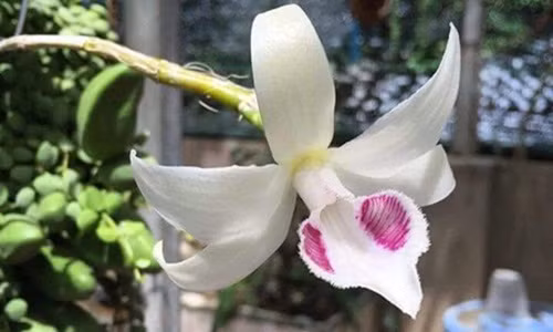 Trước đó, ngày 18/8/2018, giới chơi lan cả nước cũng xôn xao về một đại gia ở Hòa Bình mua cây lan phi điệp 5ct Bảo Duy với giá 2,7 tỷ đồng. Ảnh: Vietnamnet.