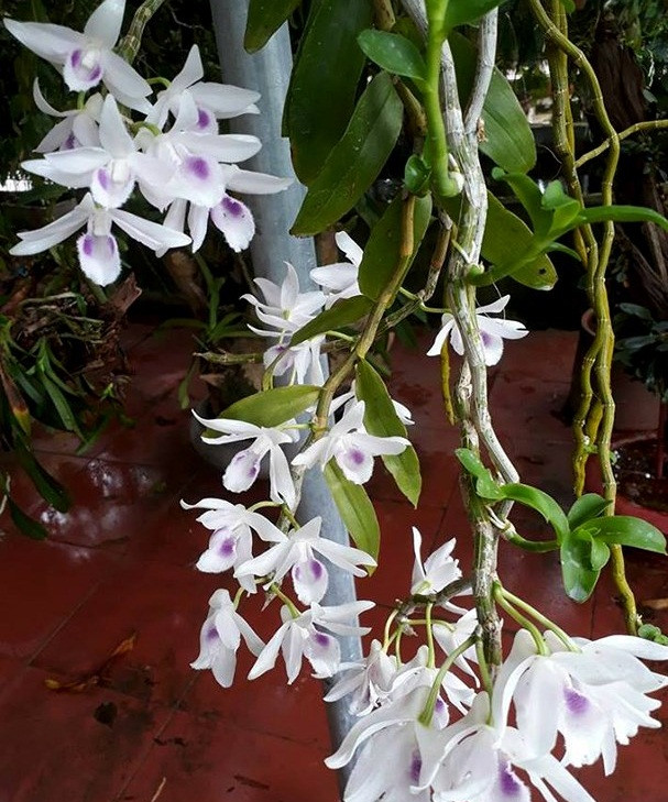 Cũng trong tháng 7, ông Nguyễn Văn Đ. (trú tại khối 8, thị trấn Kim Sơn, huyện Quế Phong, Nghệ An) bán giò lan quý cho một người chơi lan ở tỉnh Hải Dương với giá 600 triệu đồng. Ảnh: Baonghean.