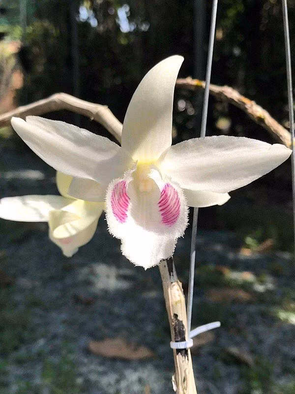 Theo dân chơi lan, cả khuôn bông, độ dày cánh, màu sắc và mùi thơm của lan phi điệp đột biến này khác hoàn toàn lan thông thường. Ảnh: Vietnamnet.