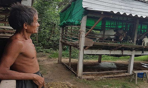 Ông Hai Ẩn tối ngày quần quật cắt cỏ nuôi bầy bê, đàn bò cho gia đình “con nợ” nhưng ông không có một đồng. Ảnh: HỒNG MINH