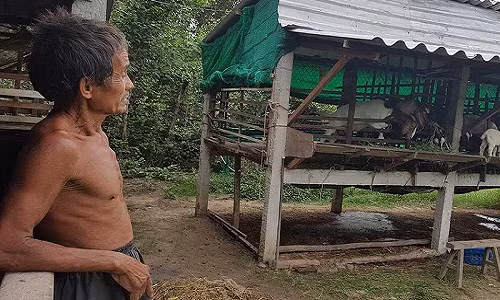 Ông Hai Ẩn tối ngày quần quật cắt cỏ nuôi bầy bê, đàn bò cho gia đình “con nợ” nhưng ông không có một đồng. Ảnh: HỒNG MINH