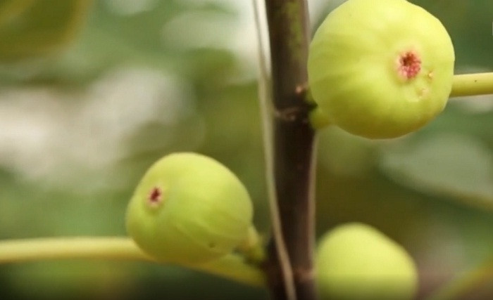 Lúc còn non, quả sung Mỹ có màu xanh lục. Ảnh: NLĐ.