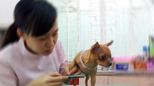 Mỗi lần cho chó ra tiệm chăm sóc sắc đẹp cũng tốn vài trăm nghìn đồng, thậm chí cả tiền triệu. Ảnh: Vietnamnet.