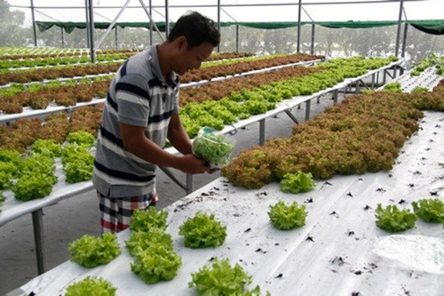 Trung bình mỗi ngày anh Khôi thu hoạch trên 100kg rau tươi cung cấp cho siêu thị và các hợp tác xã. Mỗi kg lãi 10.000 đồng, như vậy mỗi ngày anh lời trên 1 triệu đồng. Ảnh: Baovinhlong.