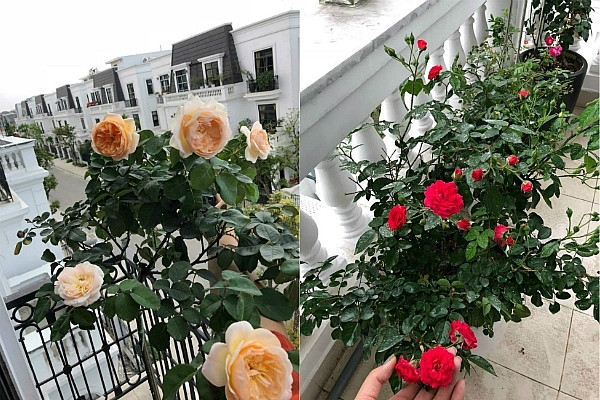 Những gốc hồng bung nở ngoài ban công. Ảnh: DSPL.