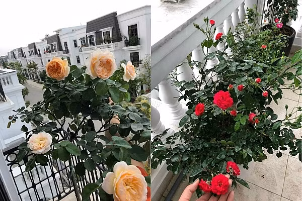 Những gốc hồng bung nở ngoài ban công. Ảnh: DSPL.