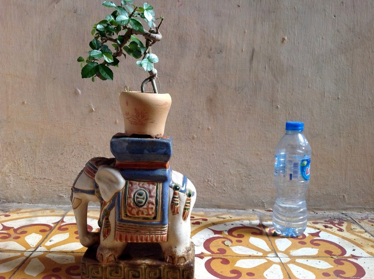 Duối bonsai được ưa chuộng bởi thân mềm dễ uốn và tạo thế. Ảnh: Muare.