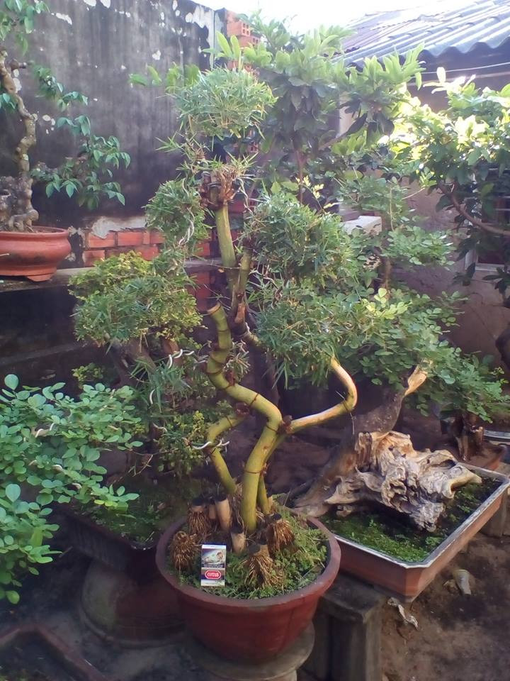 Dưới bàn tay khéo léo của các nghệ nhân, thân tre được uốn thành nhiều dáng thế kỳ công. Ảnh: FB Bonsai cay canh.