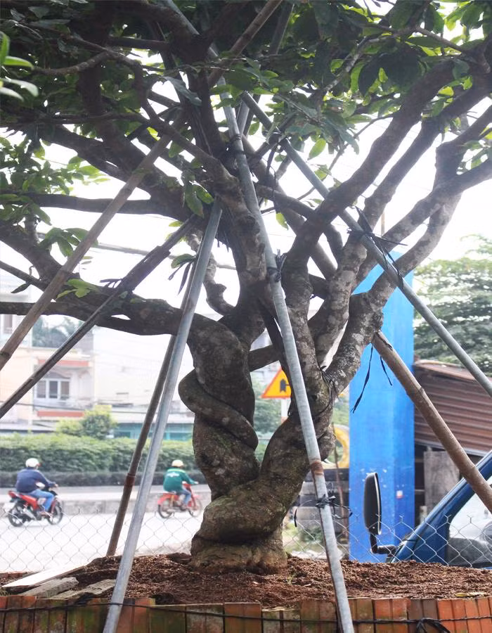 Mai là một trong những cây cảnh phổ biến được người Việt chơi trong dịp Tết. Trong muôn vàn các dáng thế mà nghệ nhân tạo ra có một thế khiến ai cũng phải trầm trồ đó là mai phu thê. Ảnh: Vuonmaithanhdat.