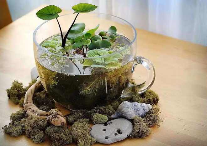 Những sinh vật dưới biển như rong, tảo… hoàn toàn có thể biến tấu trong ly trà uống nước đầy dễ thương.