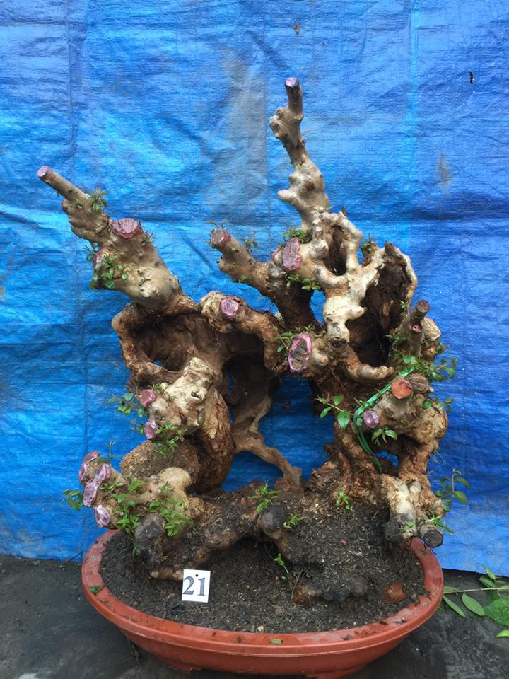 Bằng lăng tím dáng núi cực độc. Ảnh: FB Tuấn Hà.