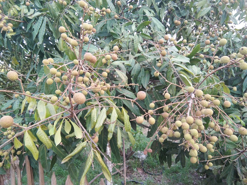 Những cây nhãn mới trồng 1 – 2 năm tuổi cũng rất sai quả.