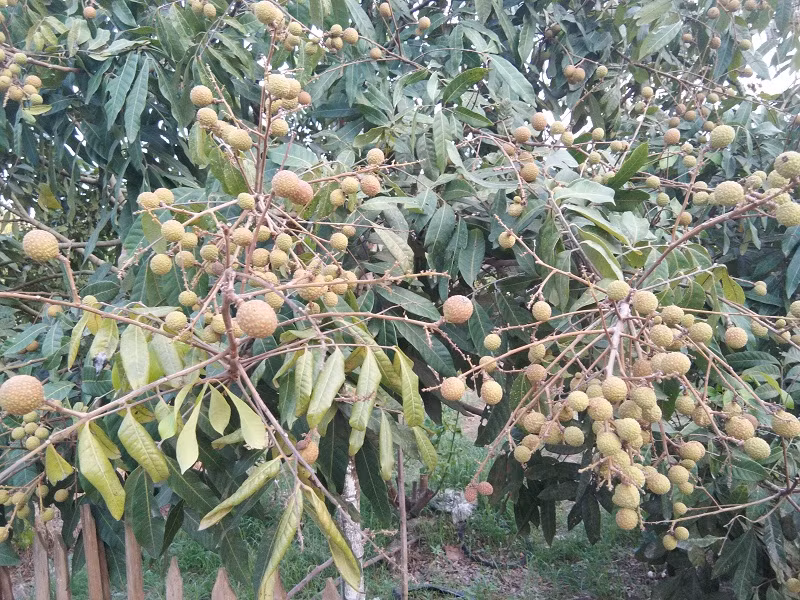 Những cây nhãn mới trồng 1 – 2 năm tuổi cũng rất sai quả.