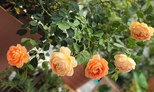 Những đóa hồng rực rỡ trong nắng đẹp say lòng người. Ảnh: ĐSPL.