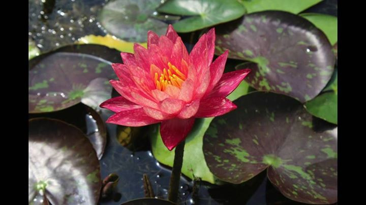 Ngoài màu sắc độc đáo, hoa súng Thái đổi màu còn có sức sống mãnh liệt và hương thơm thanh khiết. Ảnh: FB Hoa Súng.