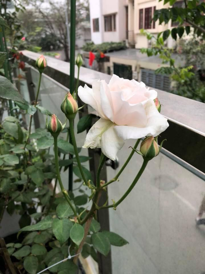 Trong khi đó, hồng cổ Vân Khôi có hương thơm ngây ngất, đường kính hoa to, ngắm đã mắt. Giống hồng này còn có thể kháng chịu khắc nghiệt tốt, trồng được ở nhiều nơi. Ảnh: Facebook.