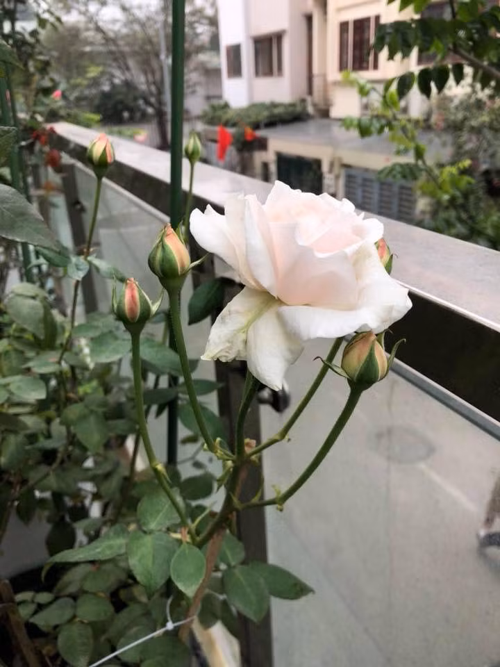 Trong khi đó, hồng cổ Vân Khôi có hương thơm ngây ngất, đường kính hoa to, ngắm đã mắt. Giống hồng này còn có thể kháng chịu khắc nghiệt tốt, trồng được ở nhiều nơi. Ảnh: Facebook.