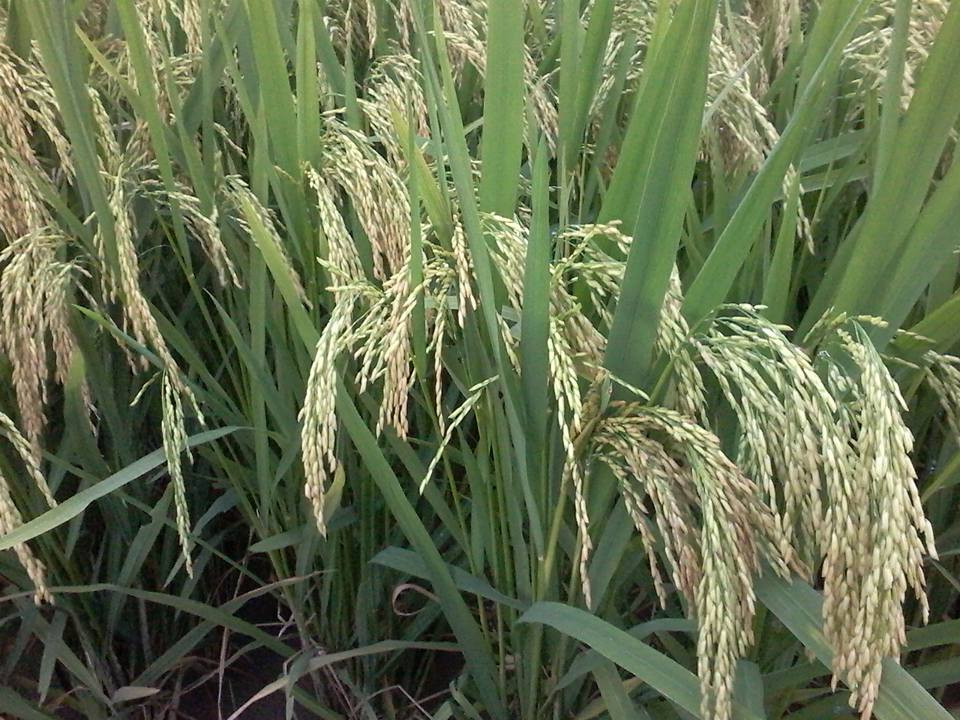 Bắc thơm cấy trên cánh đồng Bồ Nâu cho năng suất rất cao, hạt thóc có màu vàng ươm như kén tằm, vỏ trấu mỏng. Ảnh: FB Nguyễn Sáng.