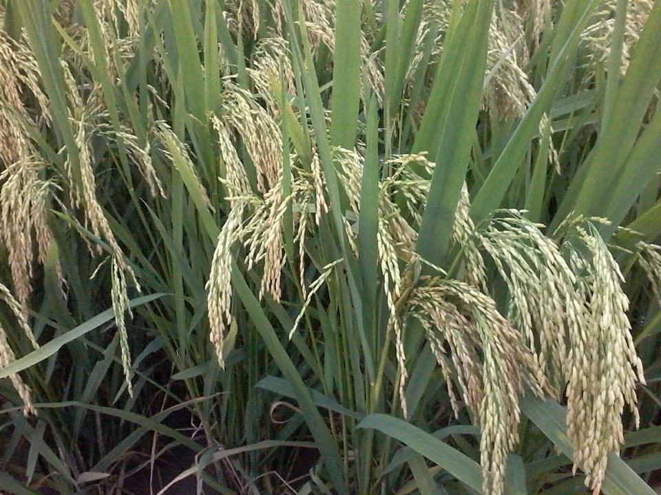 Bắc thơm cấy trên cánh đồng Bồ Nâu cho năng suất rất cao, hạt thóc có màu vàng ươm như kén tằm, vỏ trấu mỏng. Ảnh: FB Nguyễn Sáng.