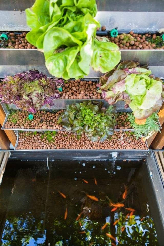 Hồ cá cảnh sống động và gần gũi với thiên nhiên. Nguồn ảnh: Homeworlddesign.