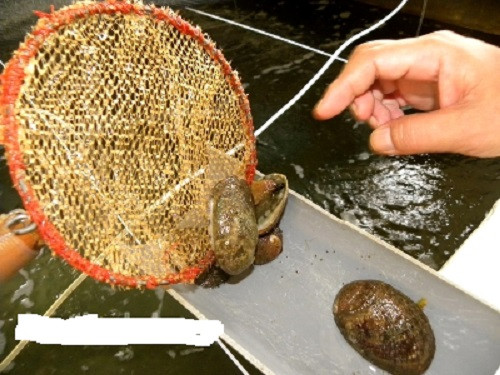 Bào ngư được coi là thứ quý giá của biển và giá thành tăng cao vì phải trải qua một quá trình gia công rất công phu mới có thể trở thành bào ngư khô. 1.500 gram bào ngư tươi sau khi chế biến chỉ còn 250 gram bào ngư khô. Ảnh: Doanthanhnien.