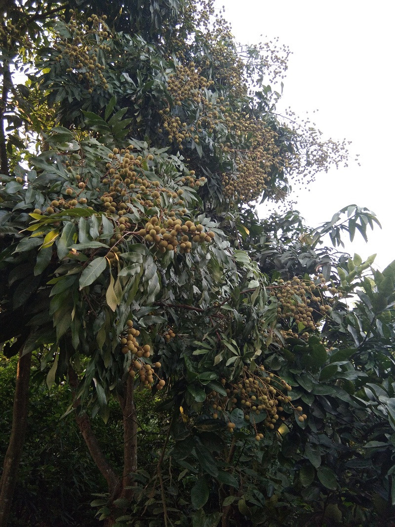 Theo người dân địa phương, năm nay thời tiết từ tháng 3 tới tháng 5 thuận lợi nên nhãn đậu quả nhiều.