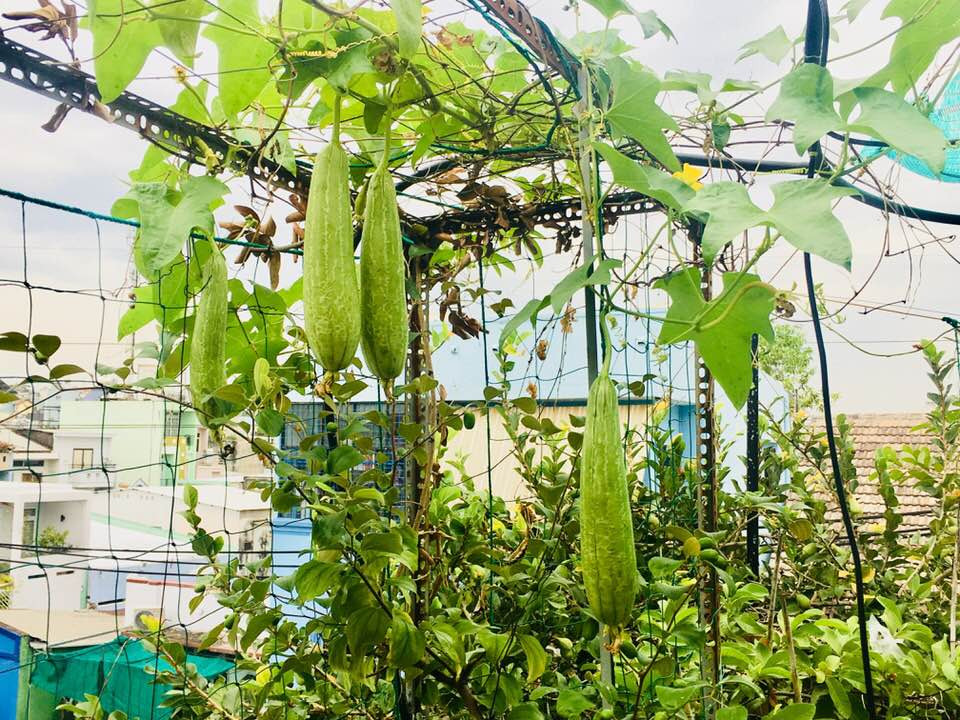 Một giàn bầu hay mướp trên sân thượng vừa là giải pháp chống nắng nóng tốt cho căn nhà, lại cho nồi canh giải nhiệt ngon lành. Ảnh: FB Nguyen Hoang Dung.