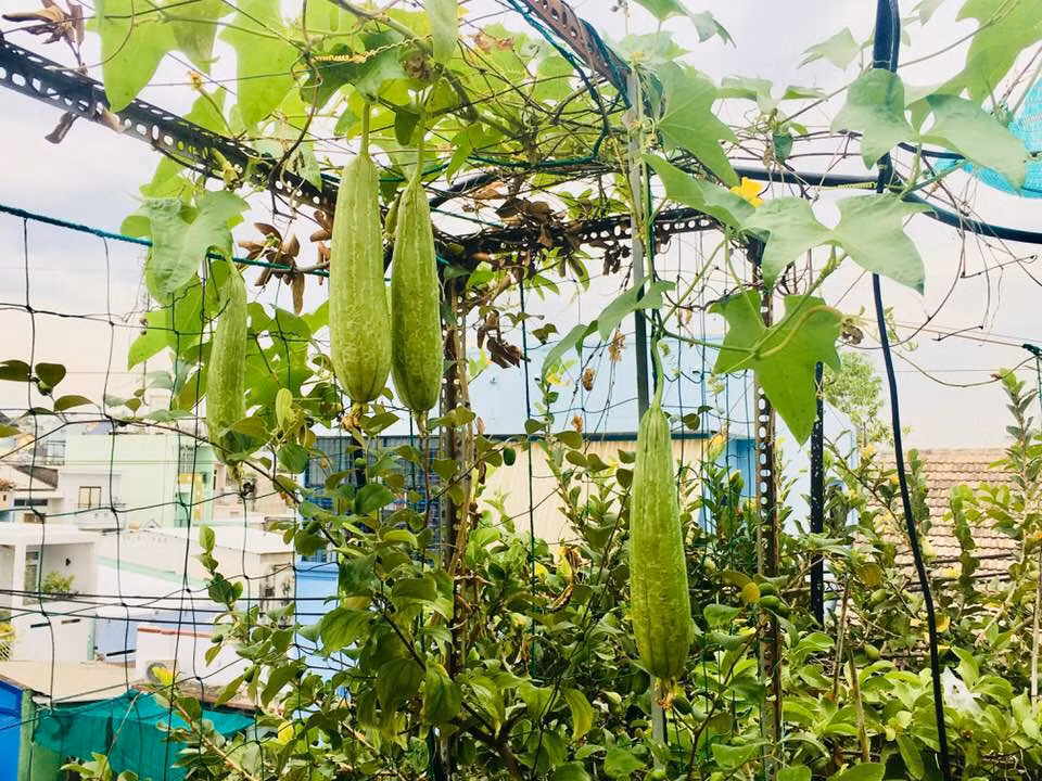 Một giàn bầu hay mướp trên sân thượng vừa là giải pháp chống nắng nóng tốt cho căn nhà, lại cho nồi canh giải nhiệt ngon lành. Ảnh: FB Nguyen Hoang Dung.