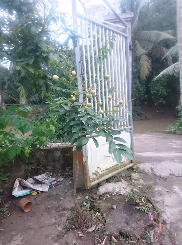 Gốc nhãn nhỏ xíu nhưng đã kết đầy trái. Ảnh: FB Nguyen Hoai An.